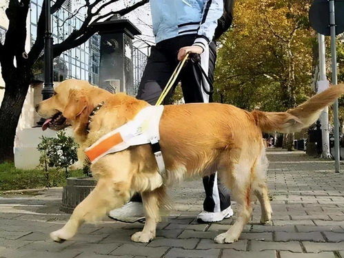 武汉哪里回收狗