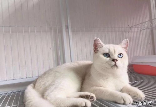 怎么样让猫变得不害怕人