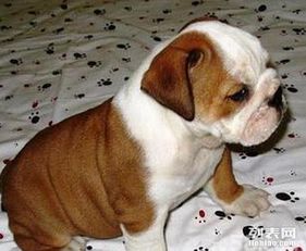 哪里的斗牛犬便宜