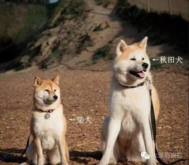 柴犬跟秋田犬哪个好