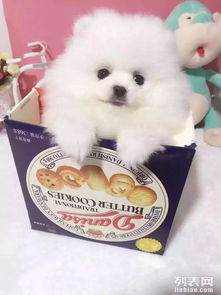 长春哪里收宠物狗