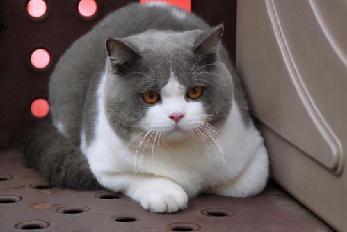 英短猫有哪些品种