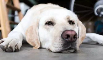 犬常见的病有哪些