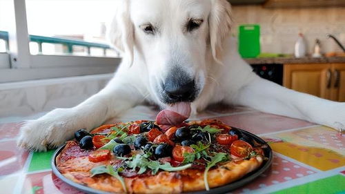 狗狗呕吐要禁食多久