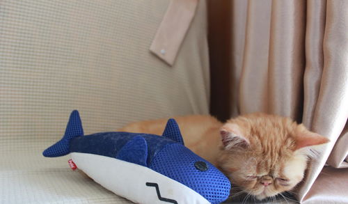 猫多久进入性成熟