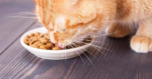 如何教小猫吃猫粮
