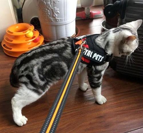 如何训练带猫出去散步