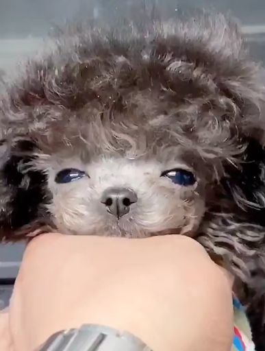茶杯狗活得了多久