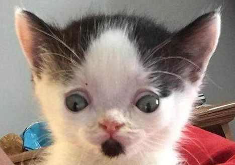 小猫怀孕多久有奶