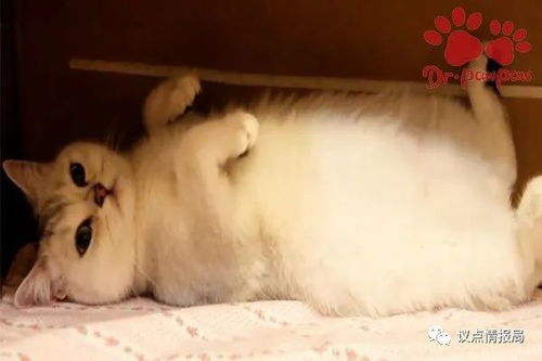 猫腹水引起的原因有哪些