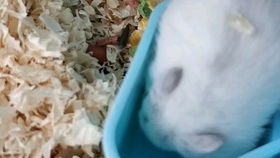 小猫多久一次喂奶