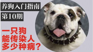 狗如何感染弓形虫