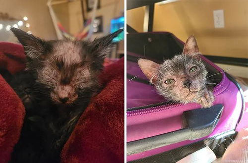 流浪猫在哪里生小猫