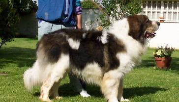 西班牙獒犬哪里买有