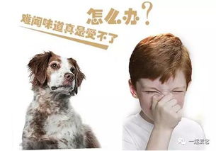 如何降低狗狗异味