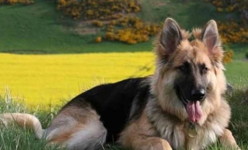 德国牧羊犬和金毛哪个好