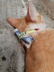 猫脖子夹哪里