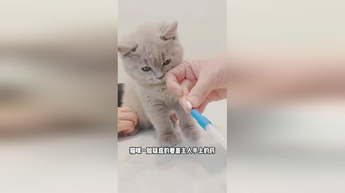 如何给小猫喂药