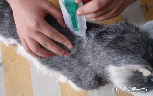 狗狗的毛多久长出来