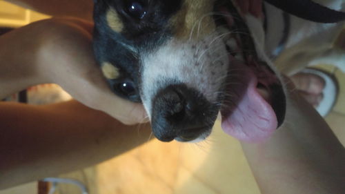 正常的狗鼻子是怎么样的