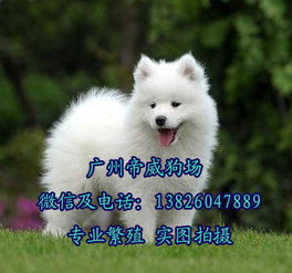 哪里有买犬的