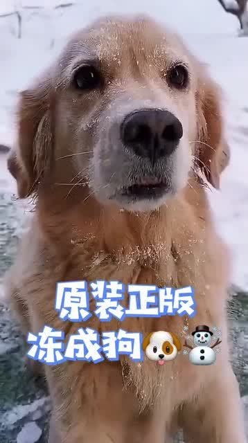 狗狗多久才是成犬