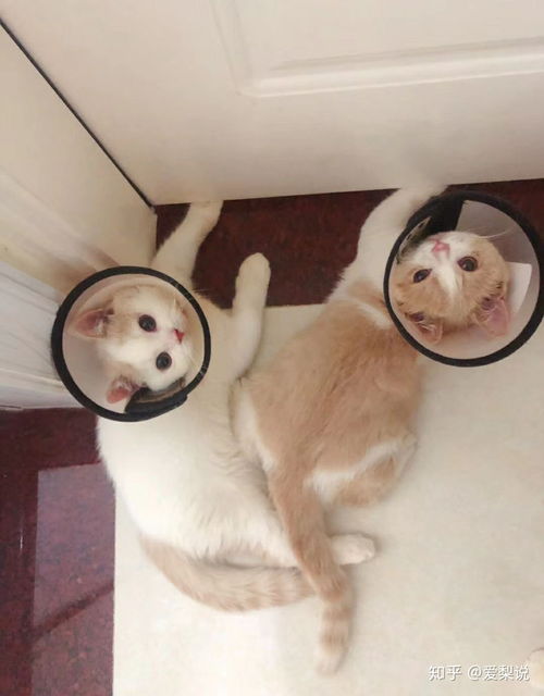 深圳哪里可以买到猫咪