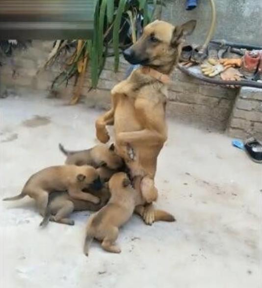 如何给狗喂奶