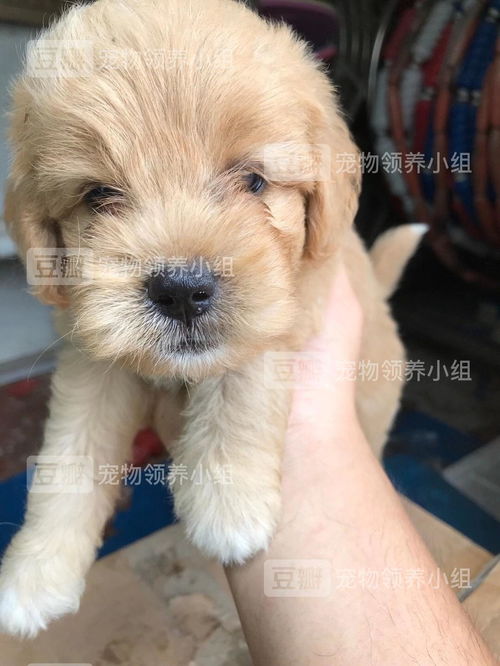 深圳哪里可领养小狗