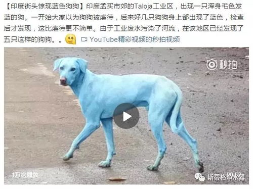 蓝色狗有哪些
