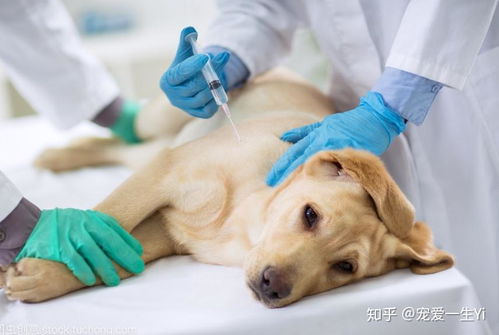 狗狗可以吃哪些止泻药