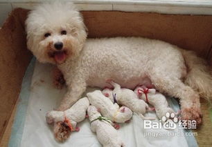 比熊犬怀孕后多久生产