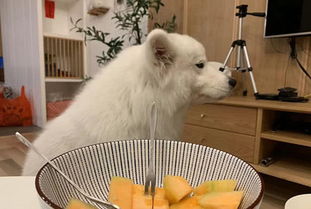 萨摩耶犬可以吃哪些水果