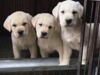 小狗养多久可以繁殖