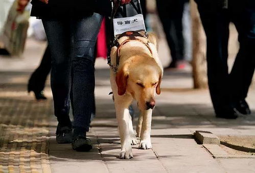 导盲犬去哪里买