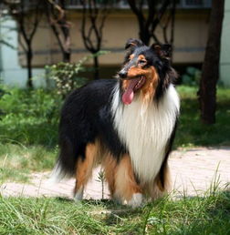 柯利牧羊犬有哪些品种