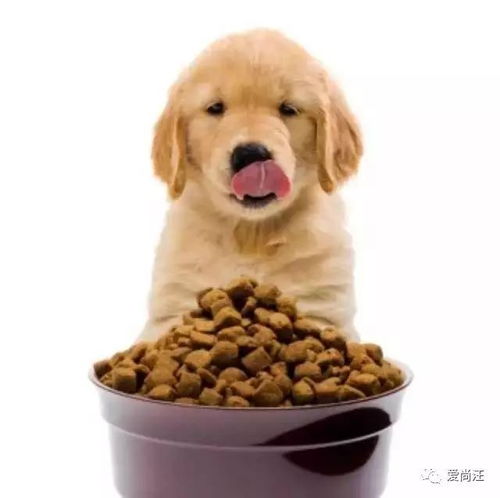 狗狗买狗粮哪里买