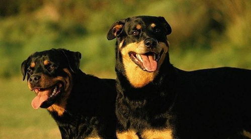 大型护卫犬有哪些