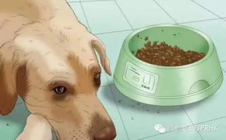 狗吐了多久可以喂食