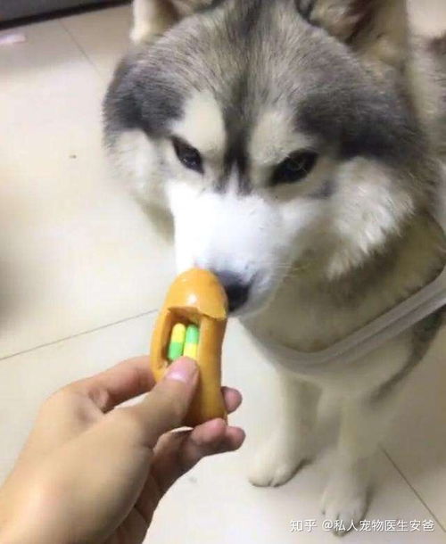 给狗吃驱虫药会怎么样