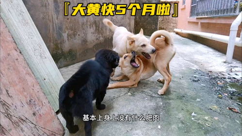 田园犬能长多大