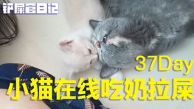 吃奶的小猫多久大便