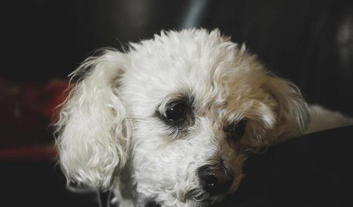 新手如何养贵宾犬