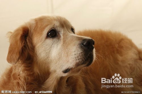如何训练狗狗金毛犬