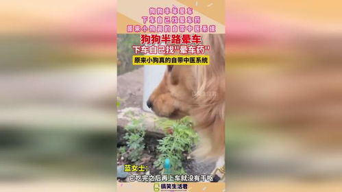 狗狗晕车药有哪些