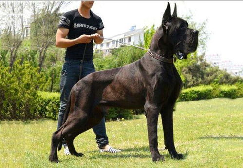 大丹犬和杜宾犬哪个凶