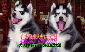 东莞哪里有狗场
