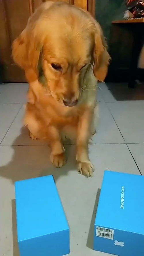 如何把小狗的智商