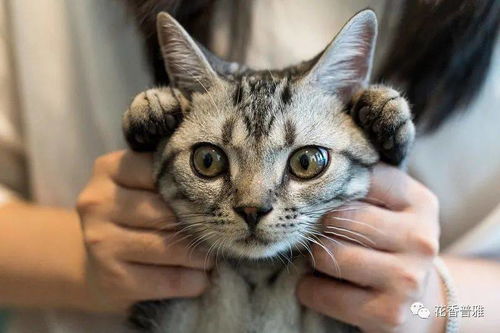 如何让猫不粘人