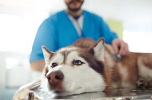 狗狗吐完多久能吃东西